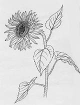 Helianthus tuberosus