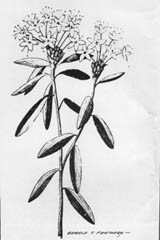 zleva doprava: Rojovnk, stemcha, ostruina - rubus, tee