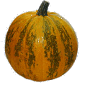 tykev.GIF (9338 bytes)
