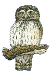 Kulek nejmen
